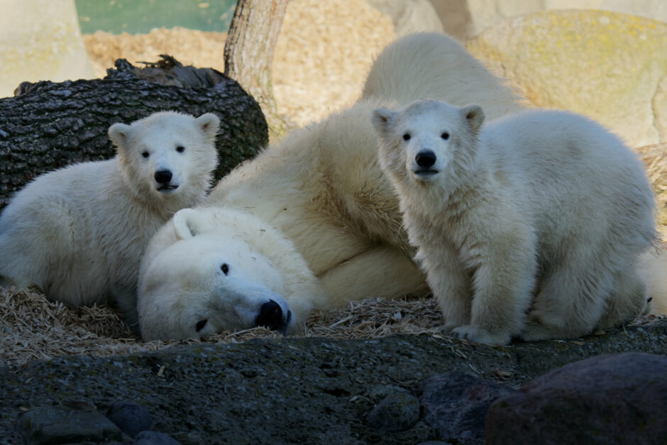 Eisbären-Zwillinge erhalten Namen und erkunden zum ersten Mal die Außenanlage